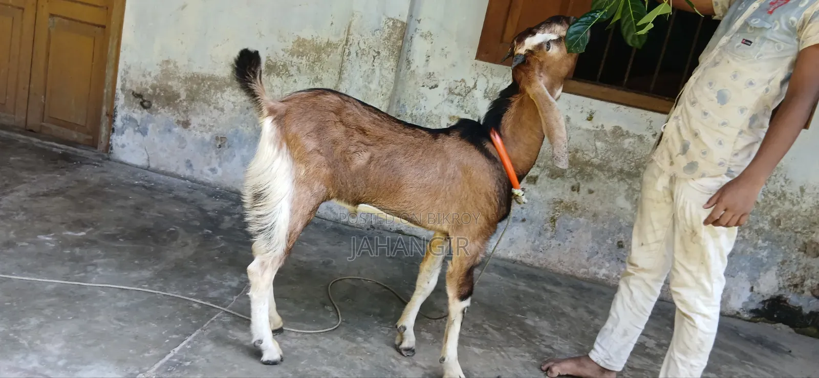 High Quality Male Goat 8 Months Old