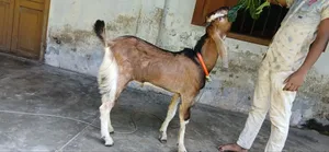 High Quality Male Goat 8 Months Old