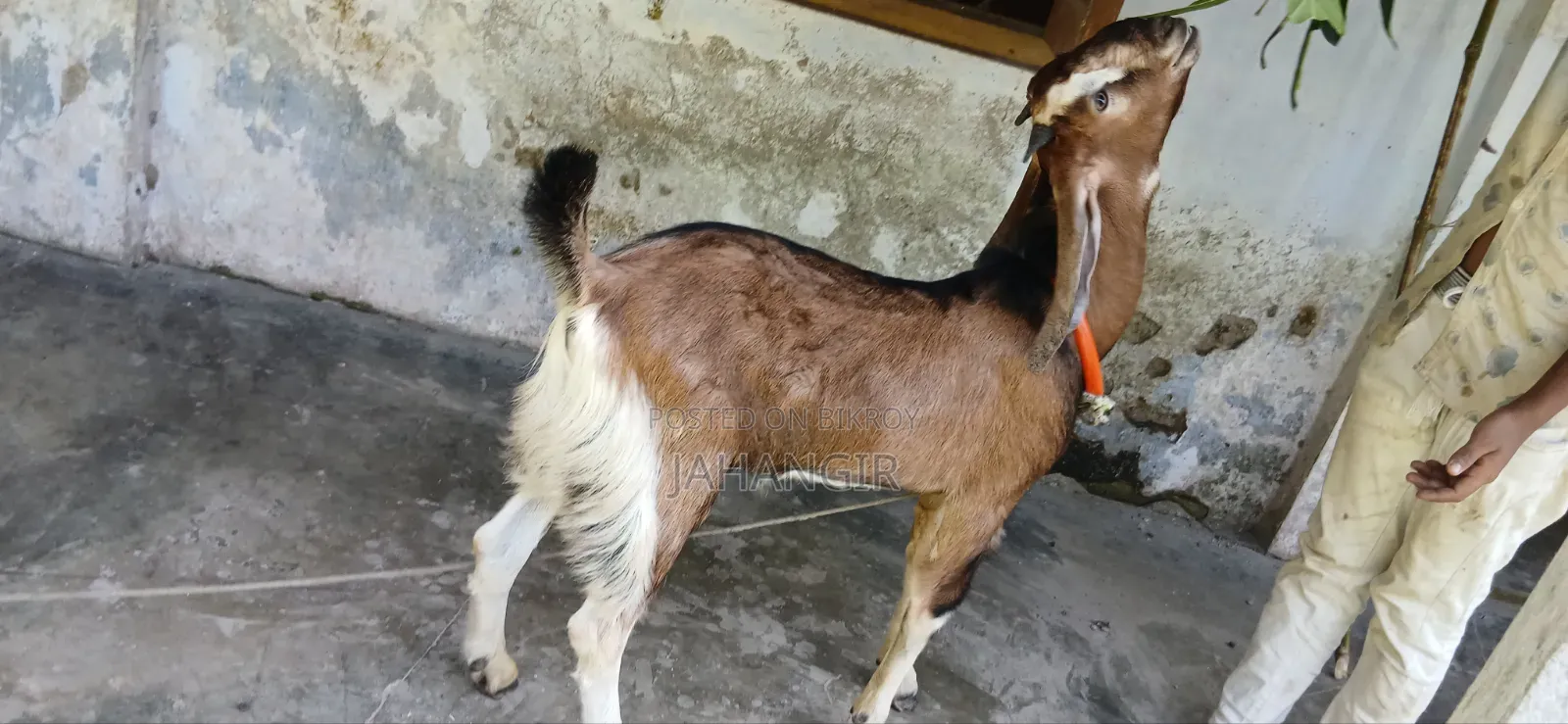 High Quality Male Goat 8 Months Old