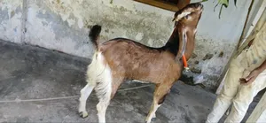 High Quality Male Goat 8 Months Old