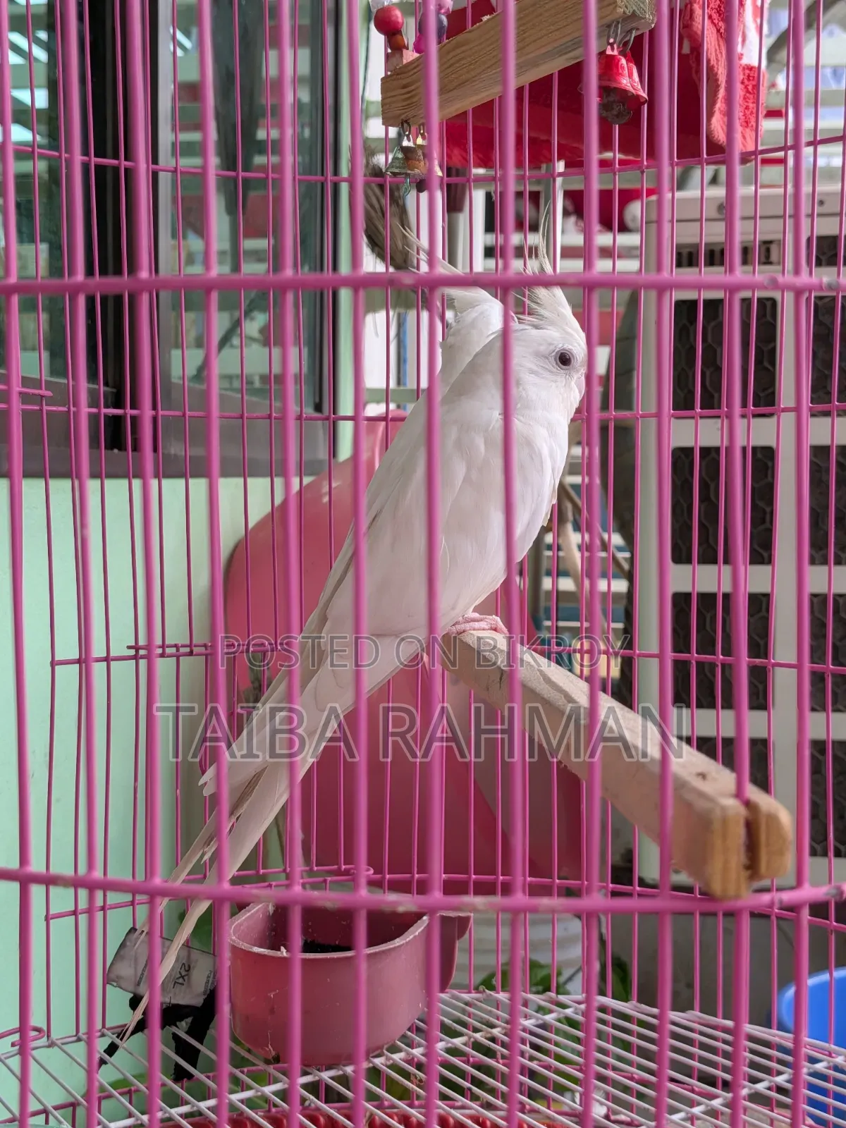 অ্যালবিনো ককাটেল