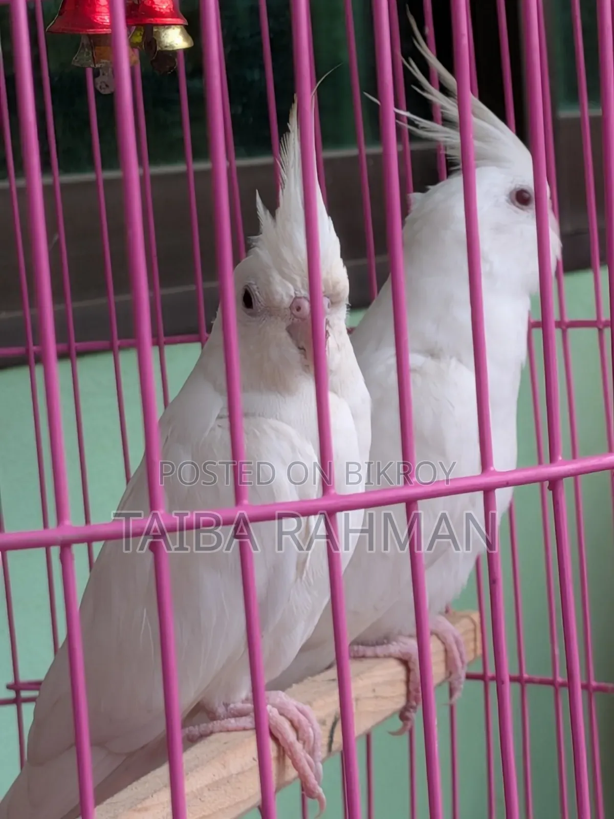 অ্যালবিনো ককাটেল