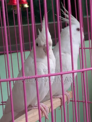 অ্যালবিনো ককাটেল