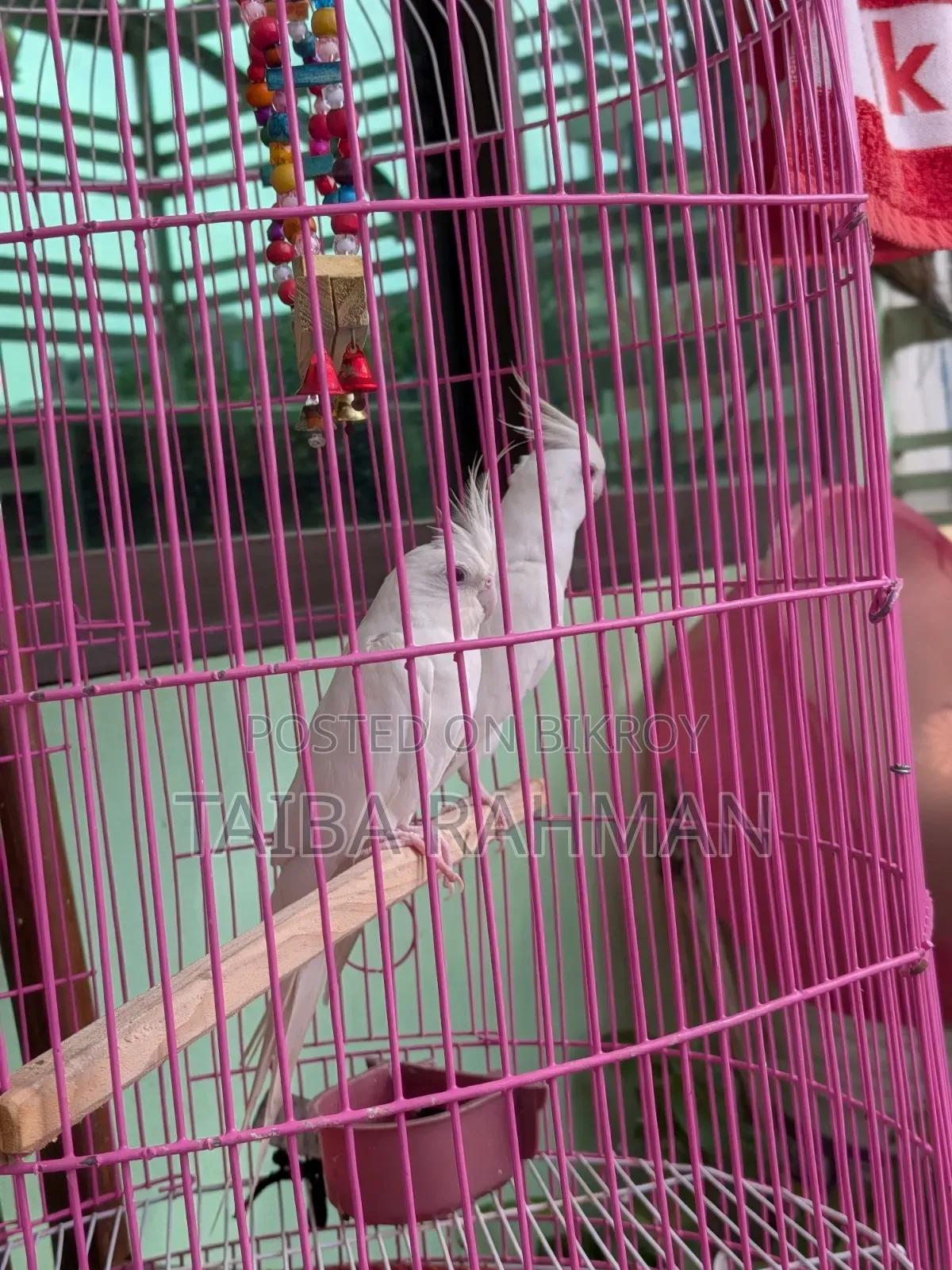 অ্যালবিনো ককাটেল