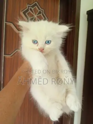 0-1 Month Male Purebred Persian