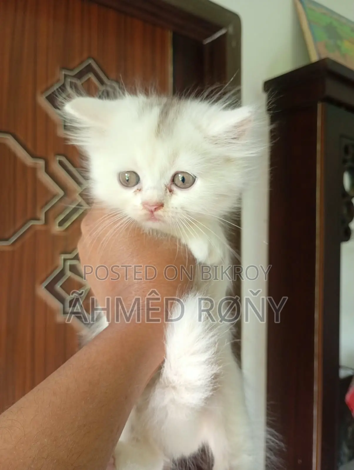 0-1 Month Male Purebred Persian