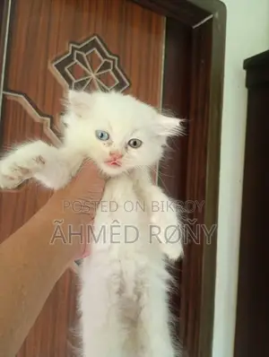 0-1 Month Male Purebred Persian