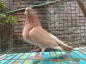 Ghiya Sulli Running Female