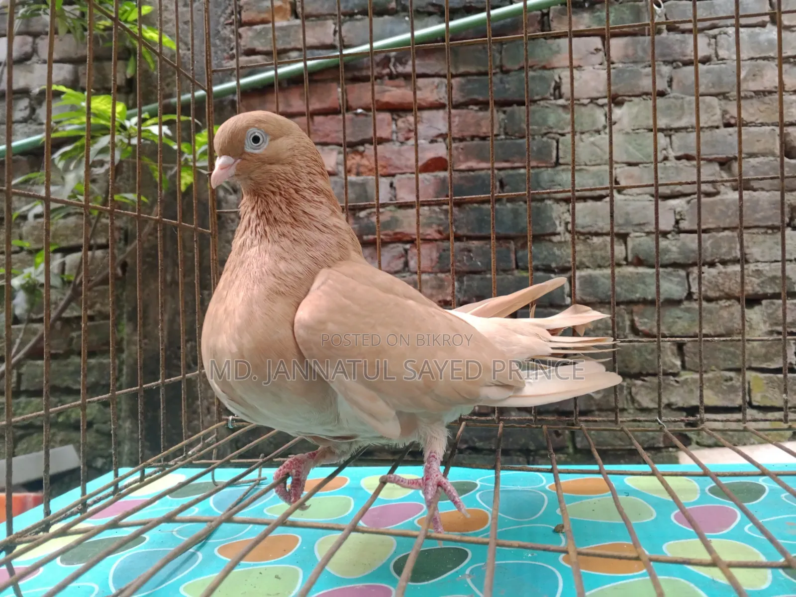 ঘিয়া চুল্লি রানিং মাদী
