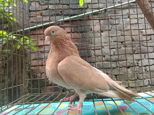ঘিয়া চুল্লি রানিং মাদী