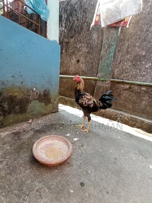 আসিল মুরগা বিক্রি করবো
