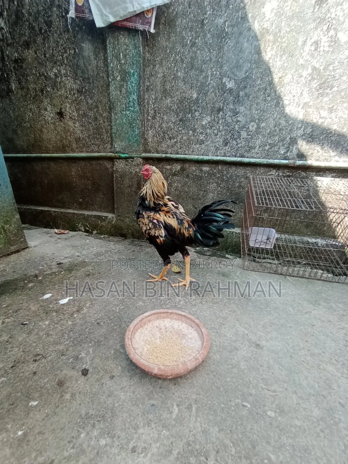 আসিল মুরগা বিক্রি করবো