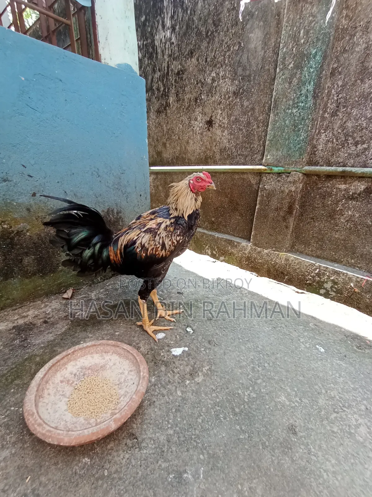 আসিল মুরগা বিক্রি করবো