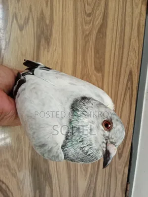 Afsan Grizzel Running Pigeon