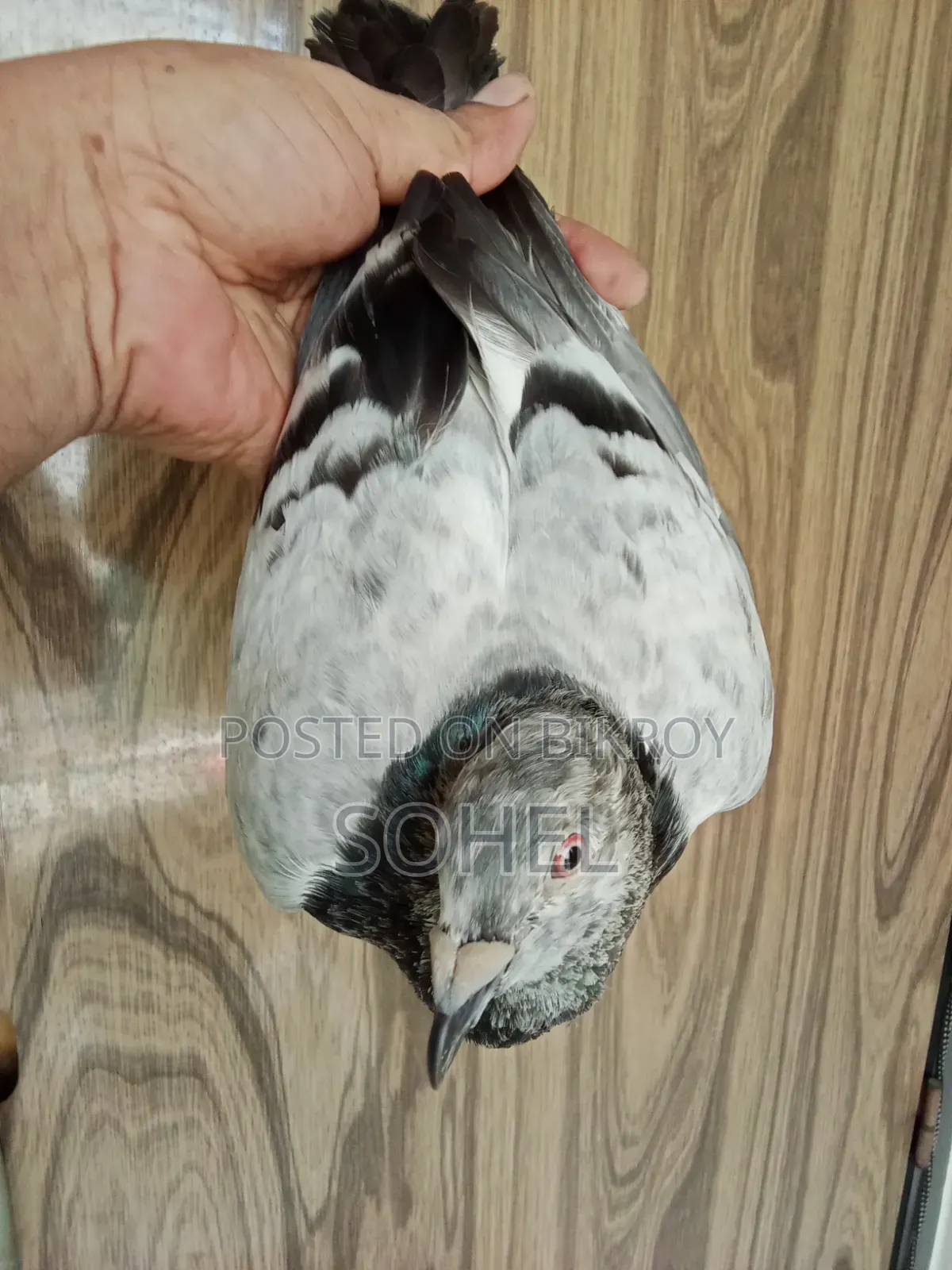 আফসান গ্রিজেল রানিং কবুতর