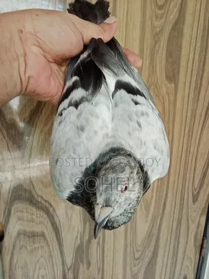 আফসান গ্রিজেল রানিং কবুতর