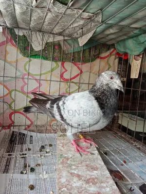 আফসান গ্রিজেল রানিং কবুতর