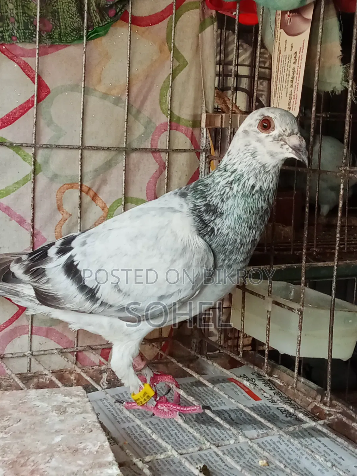 আফসান গ্রিজেল রানিং কবুতর