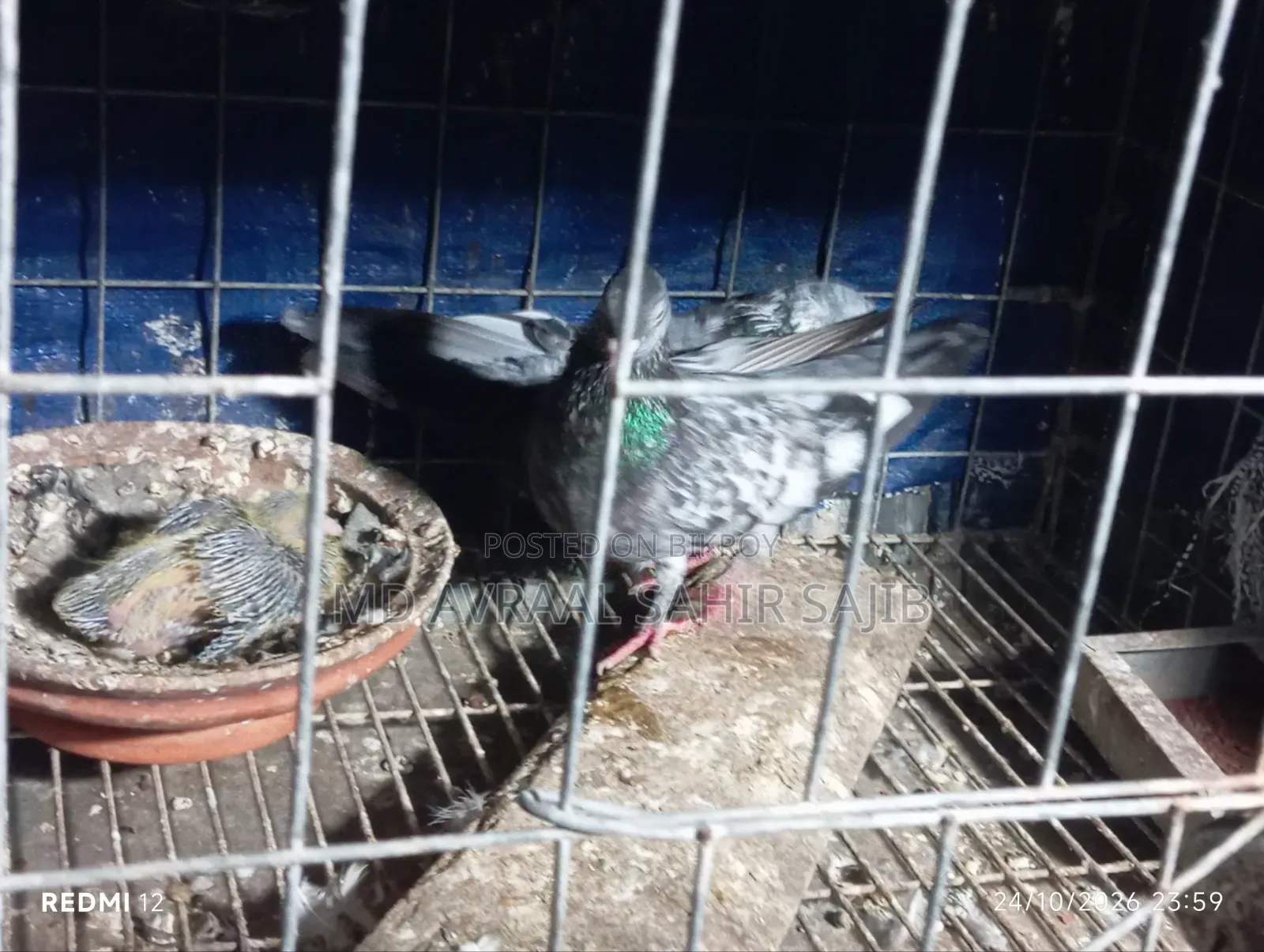One Pair of Good Quality Girbaaz Pigeons Eggs and Squabs