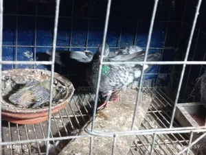 One Pair of Good Quality Girbaaz Pigeons Eggs and Squabs
