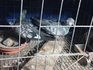 One Pair of Good Quality Girbaaz Pigeons Eggs and Squabs