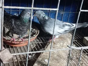 One Pair of Good Quality Girbaaz Pigeons Eggs and Squabs
