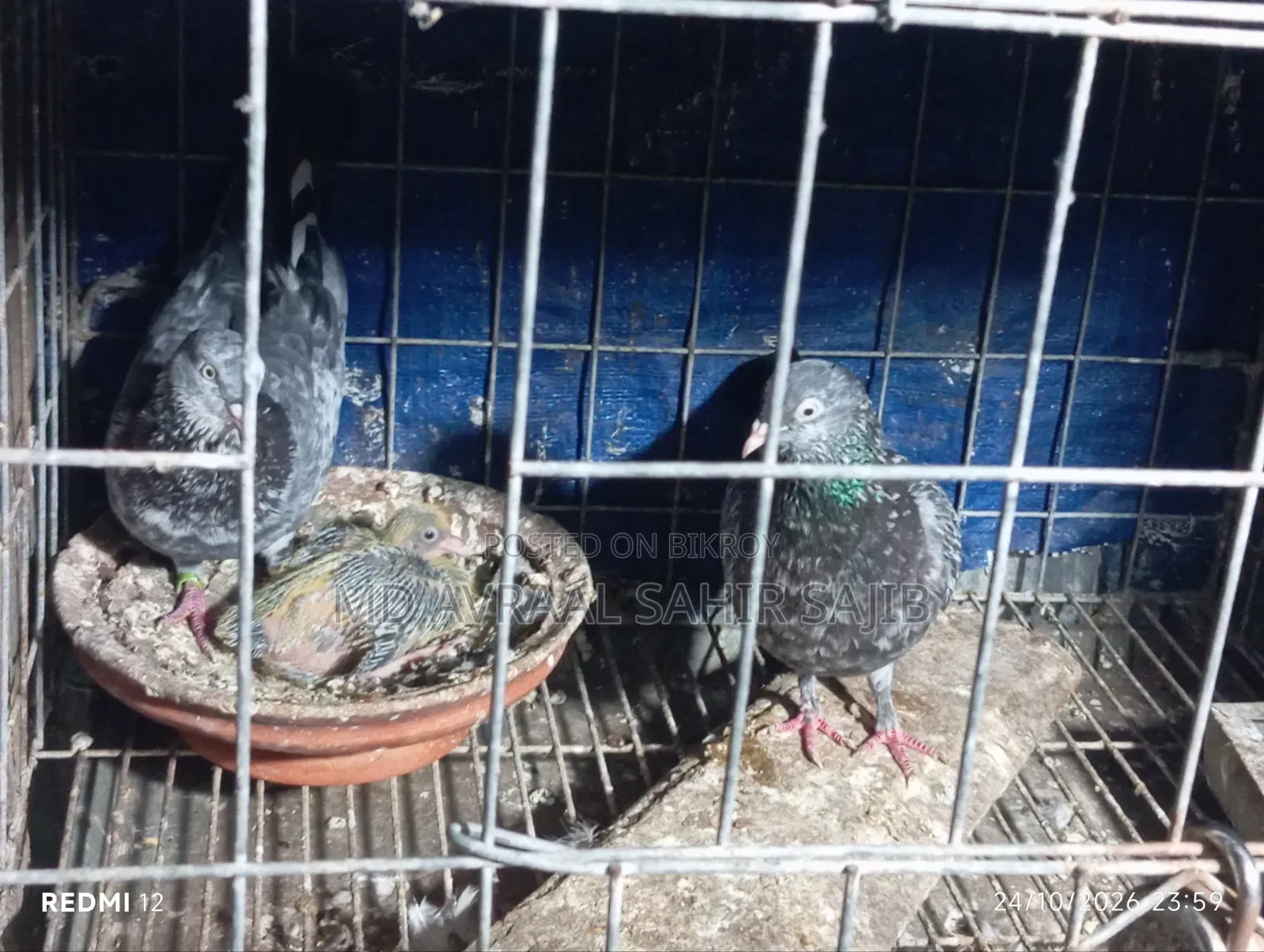 One Pair of Good Quality Girbaaz Pigeons Eggs and Squabs