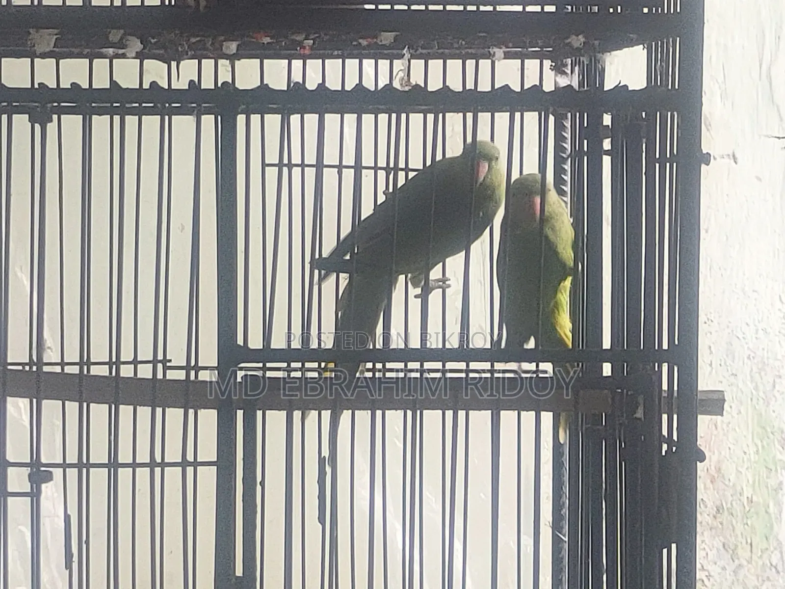 এক জোড়া টিয়া