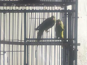 এক জোড়া টিয়া