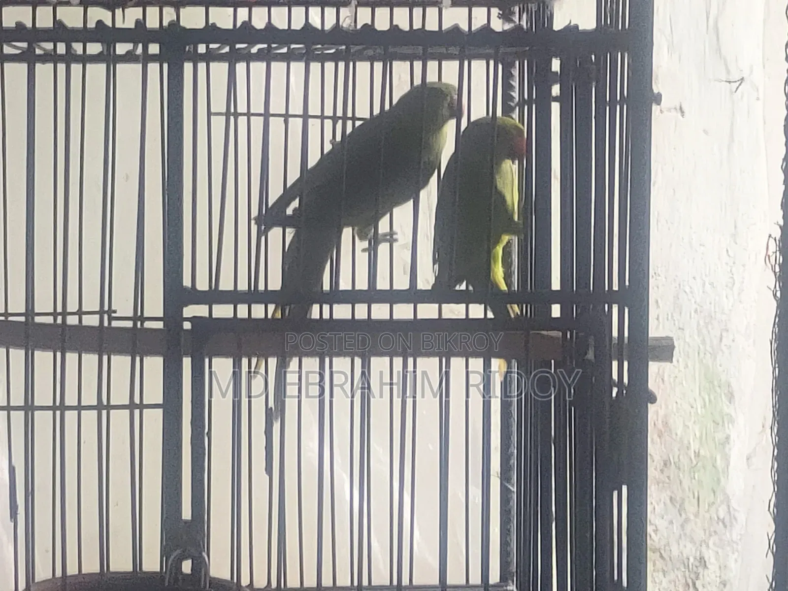এক জোড়া টিয়া