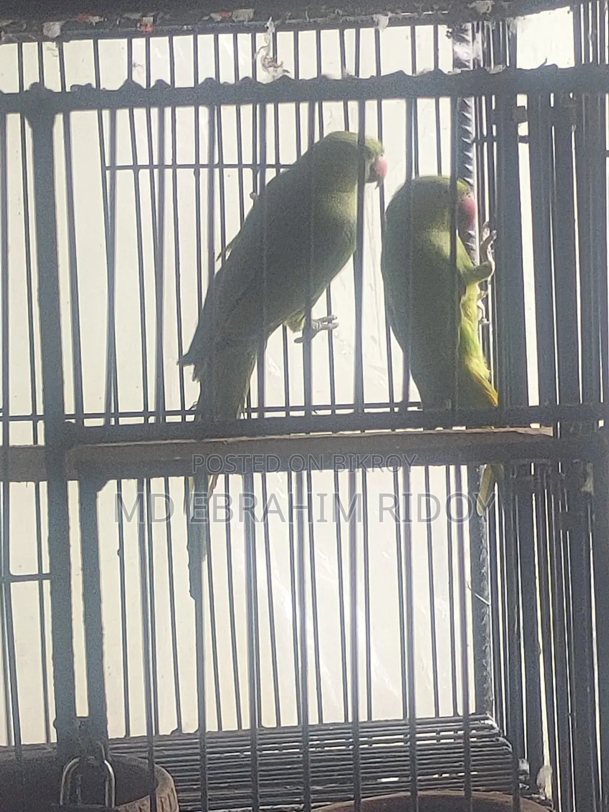 এক জোড়া টিয়া