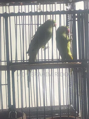 এক জোড়া টিয়া
