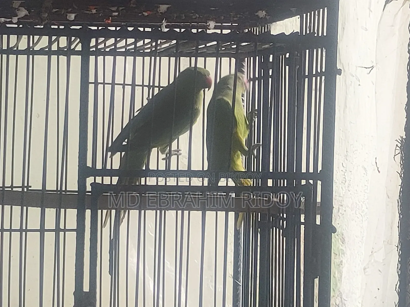এক জোড়া টিয়া