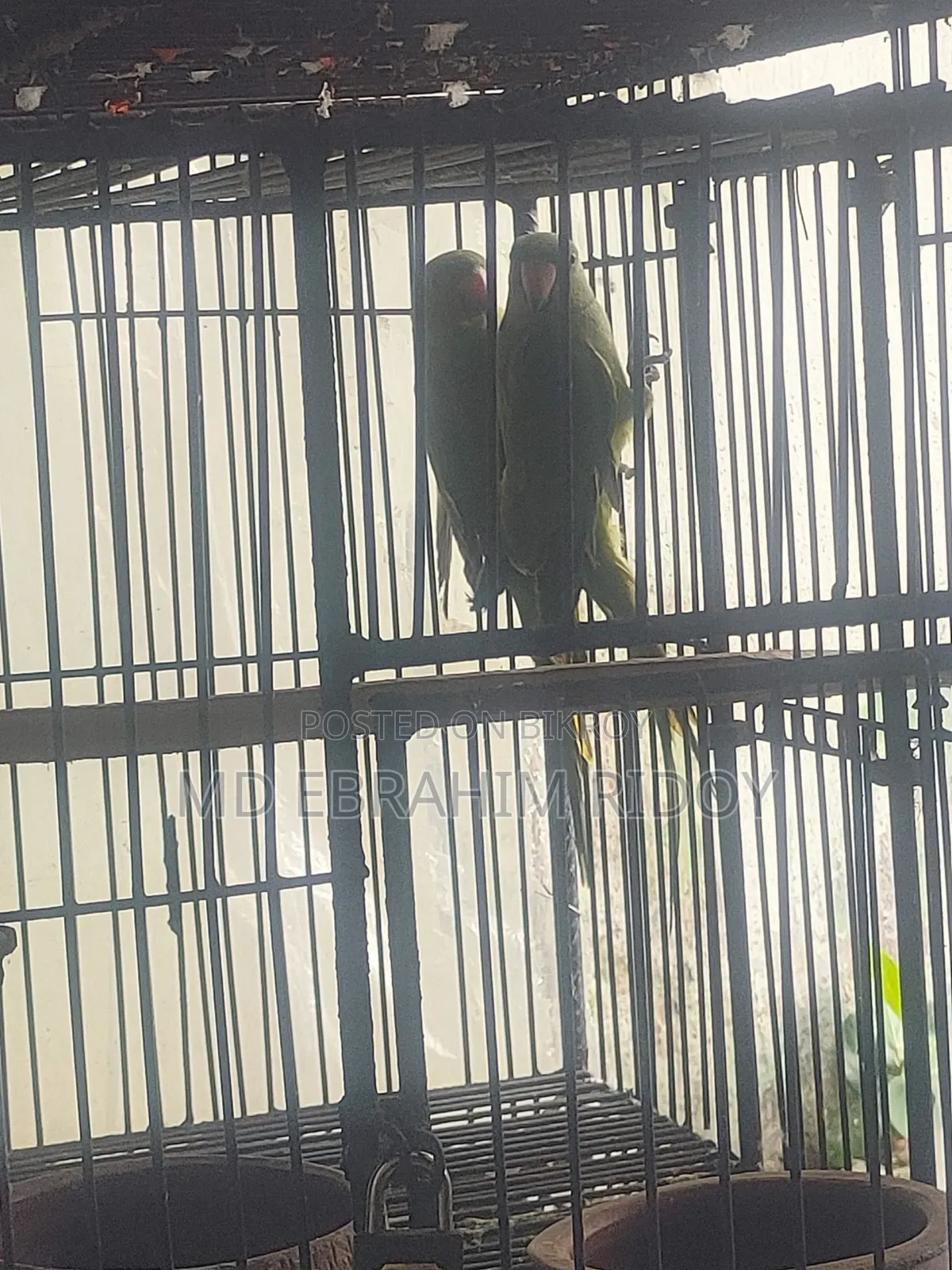 এক জোড়া টিয়া
