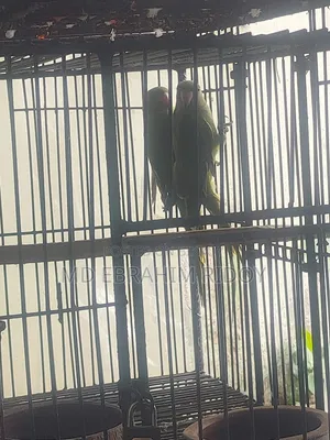 এক জোড়া টিয়া