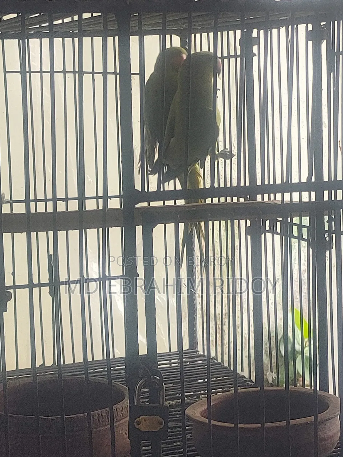 এক জোড়া টিয়া