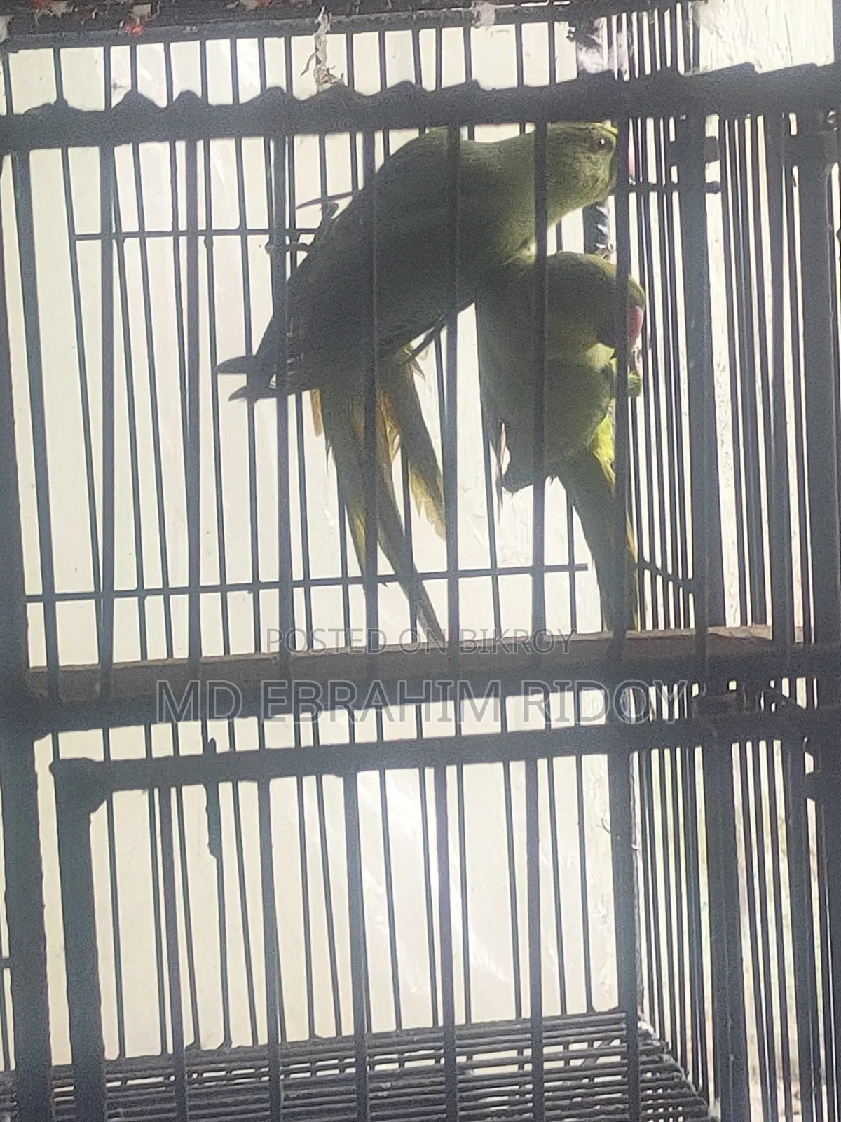 এক জোড়া টিয়া