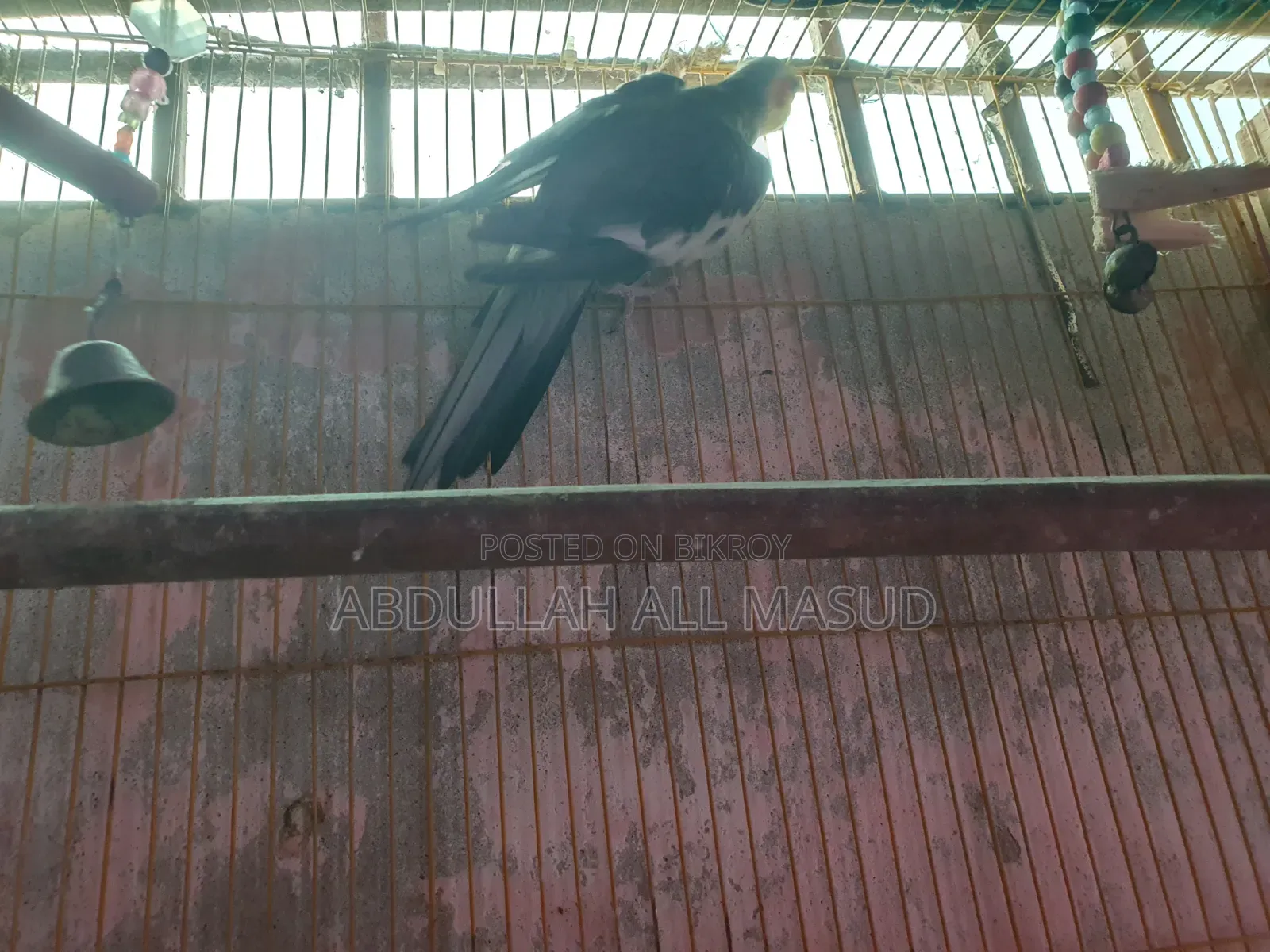 Cockatiel bird for sale