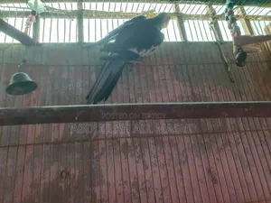 Cockatiel bird for sale