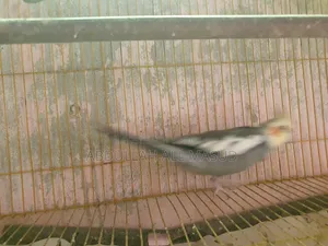 Cockatiel bird for sale