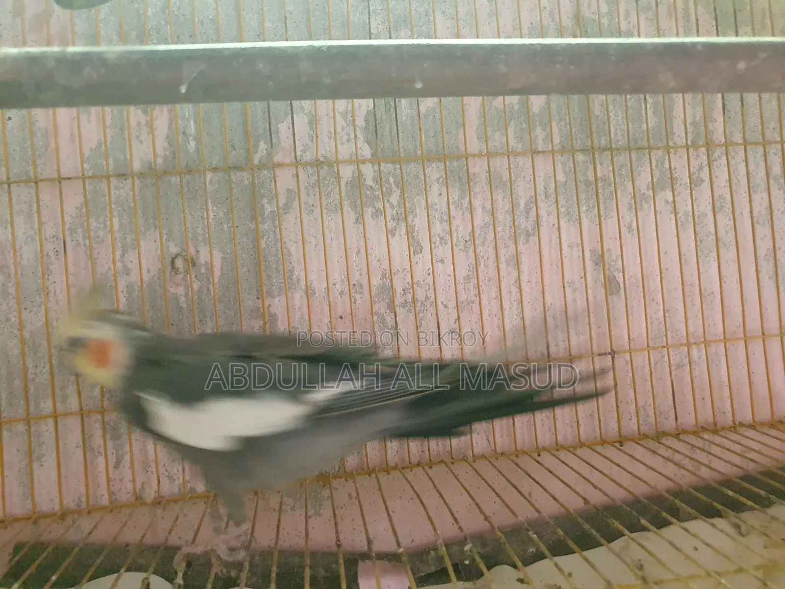 Cockatiel bird for sale