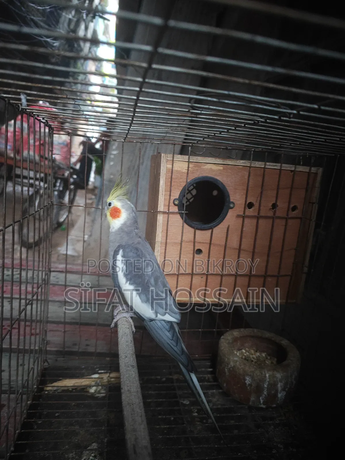 রানিং গ্রে ককাটেল মেল