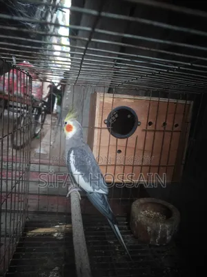 রানিং গ্রে ককাটেল মেল