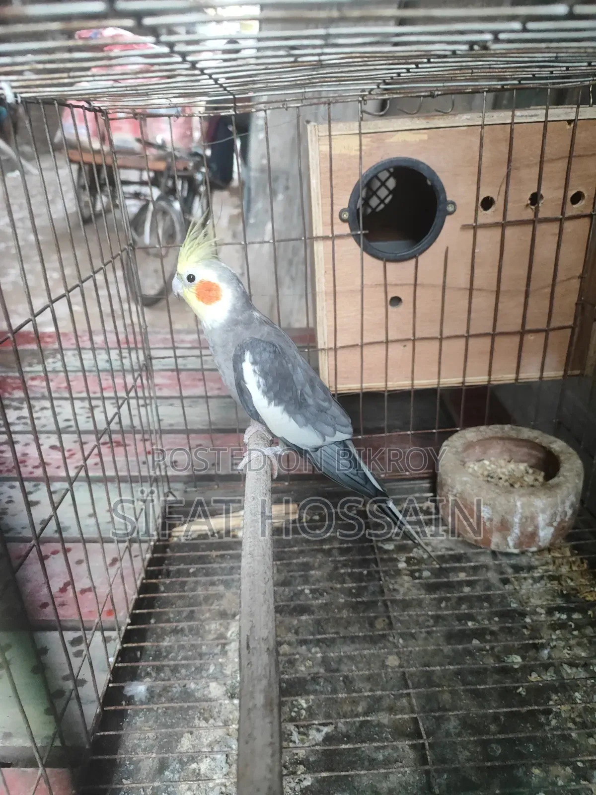 রানিং গ্রে ককাটেল মেল