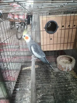 রানিং গ্রে ককাটেল মেল