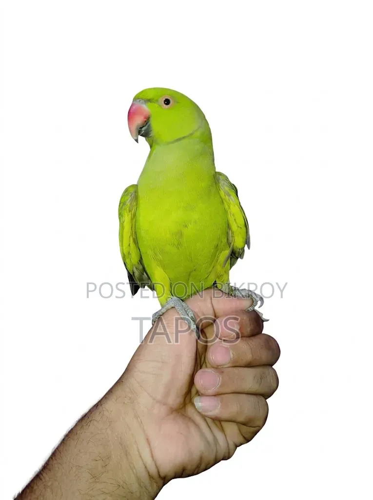 Ring-necked Parakeet