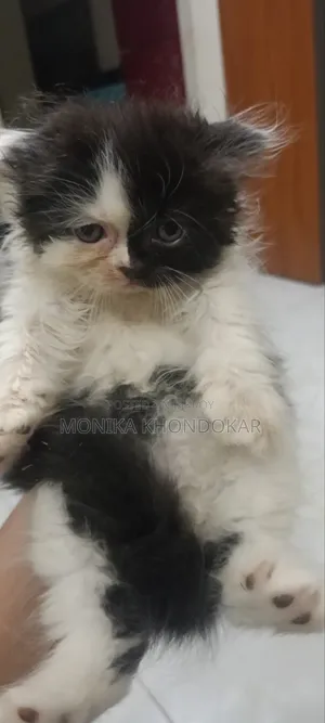 ১-৩ মাসের মেল পিউরব্রেড পার্সিয়ান