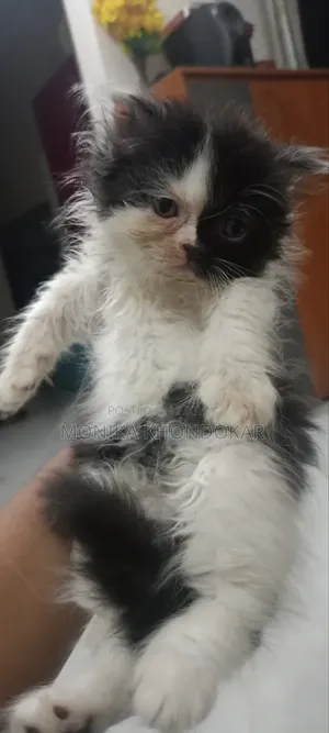 1-3 months Male Purebred Persian