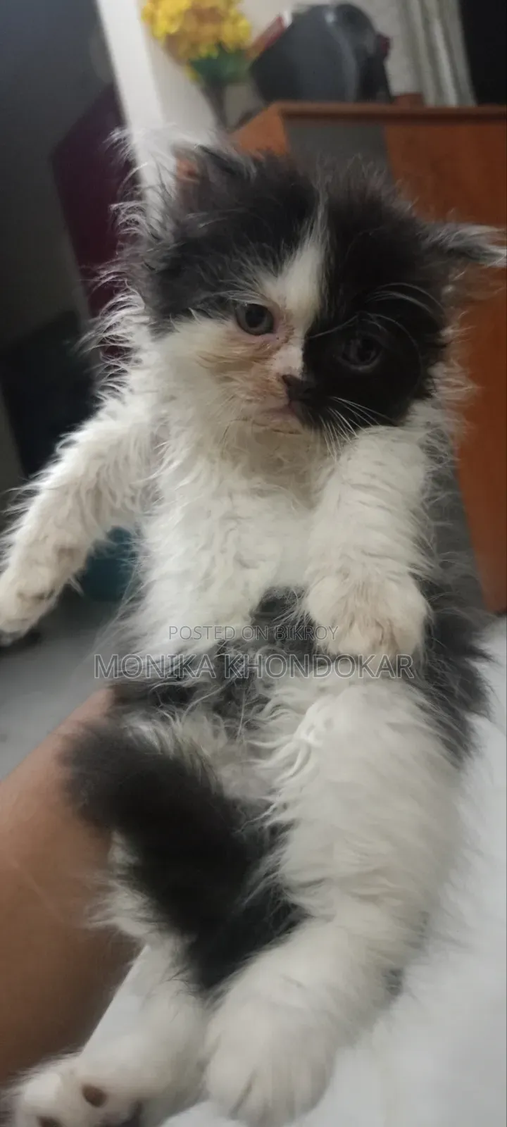 1-3 months Male Purebred Persian