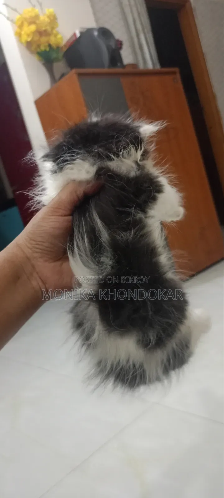 1-3 months Male Purebred Persian